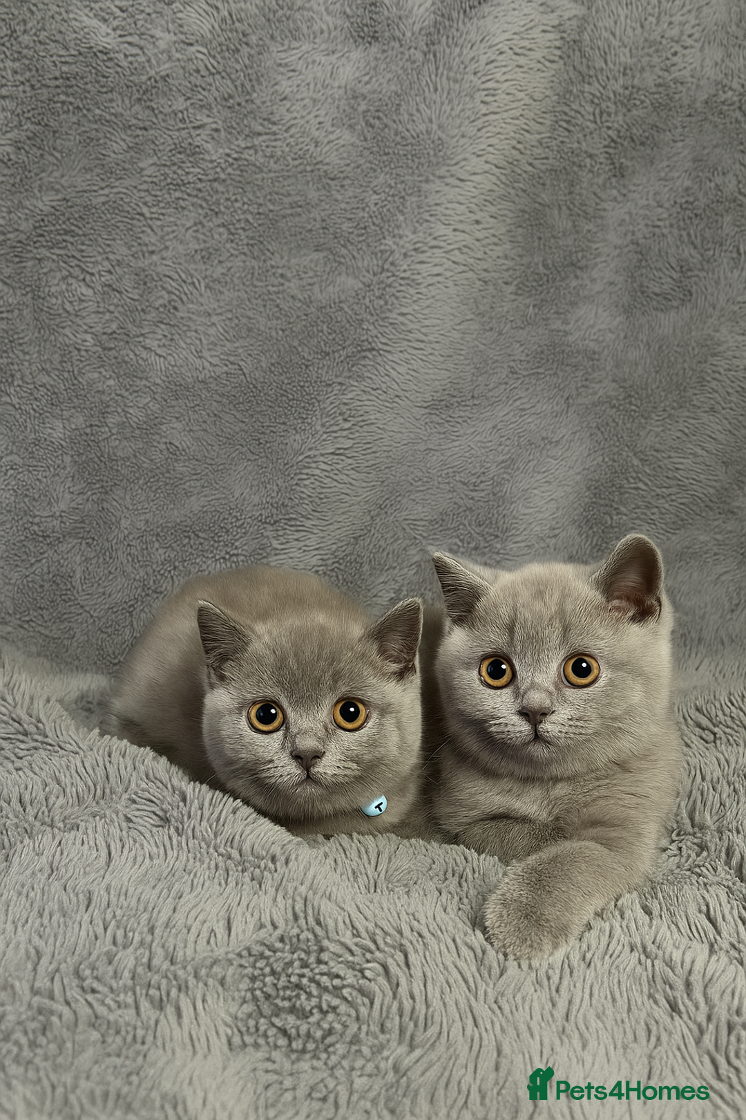 British Shorthair cats for sale: Exceptional British Blue Shorthair Kittens - Advert 1