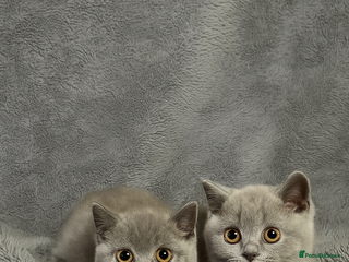 British Shorthair cats - Advert 7
