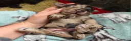 Cockapoo dogs for sale: Multigen Chocolate Merle Cockapoo Puppies - Advert 22