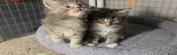Maine Coon cats for sale: Tica Beautiful Maine Coon Kittens  in Sittingbourne - Advert 4