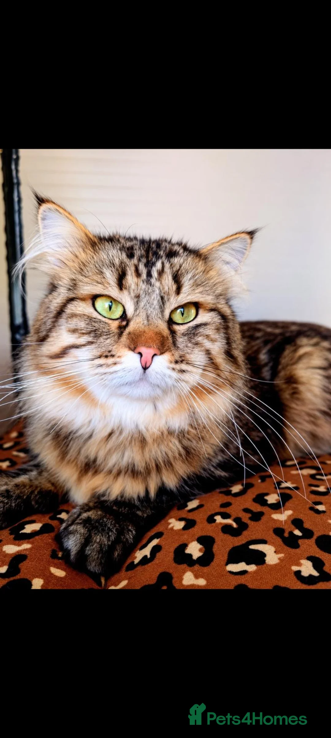 Siberian cats for stud: TICA Registered Siberian Stud - Advert 1