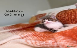 Mixed Breed cats for sale: Stunning kittens 8 weeks old ready now  - Image 10