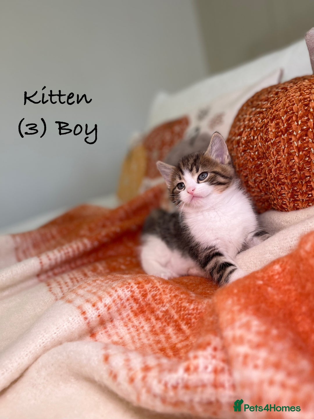 Mixed Breed cats for sale: Stunning kittens 8 weeks old ready now  - Image 10