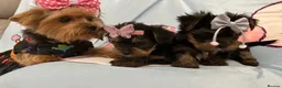 Yorkshire Terrier dogs for sale: Yorkshire Terrier Puppies/pups for sale in Bournemouth - Advert 2