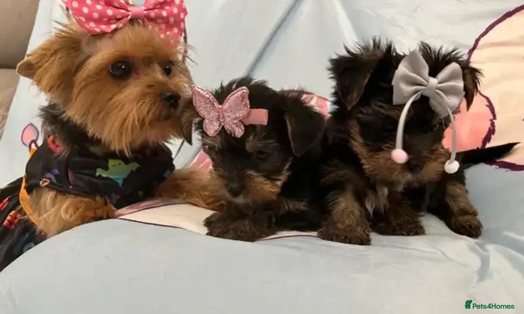 Yorkshire Terrier dogs for sale: Yorkshire Terrier Puppies/pups for sale in Bournemouth - Advert 2