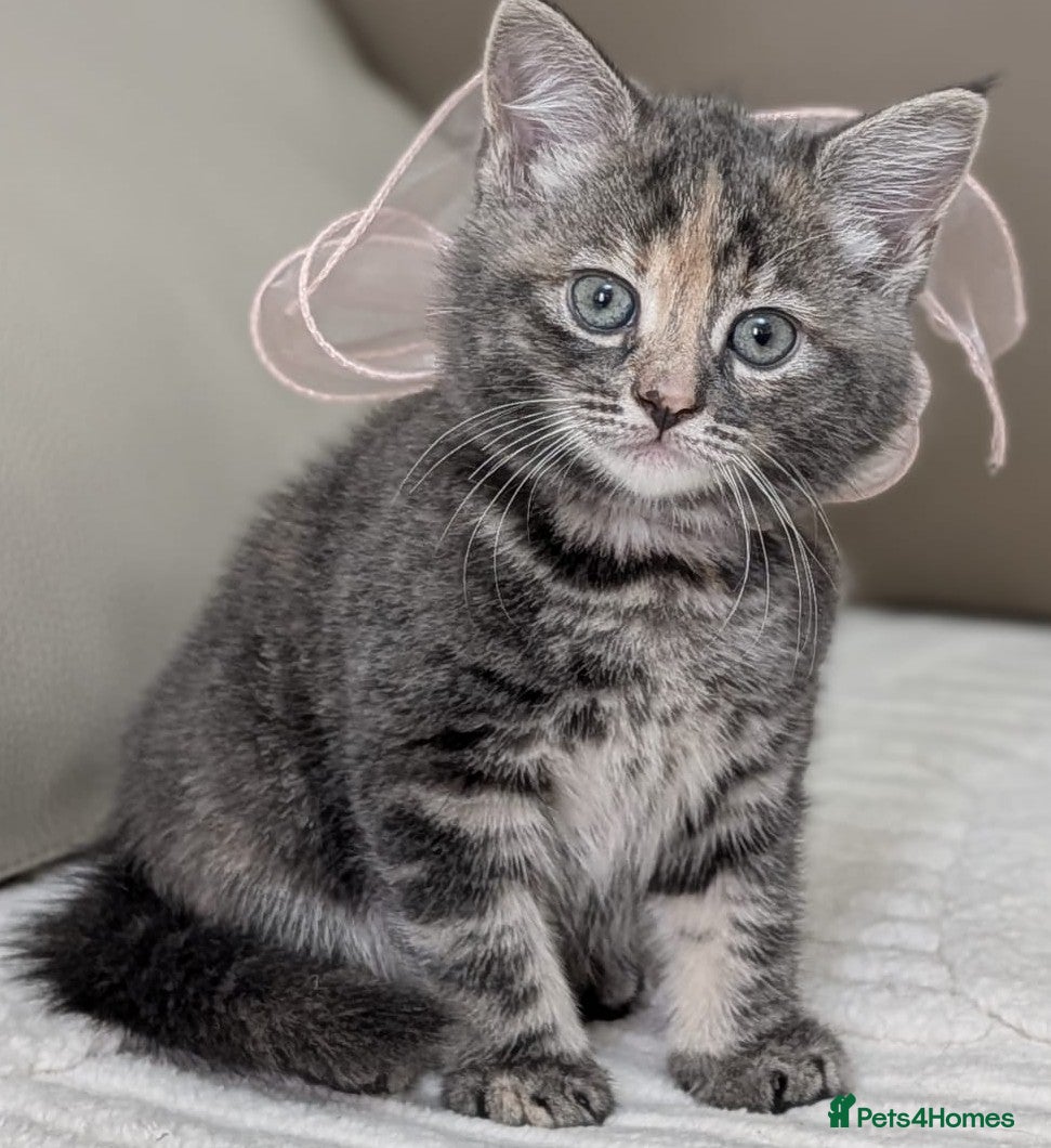 European cats  Stunning Litter  5Tabby  Kittens – Ready Soon! - Advert 2