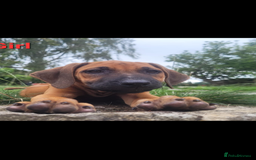 Rhodesian Ridgeback dogs for sale: KC reg chunky handsome pups - Image 19