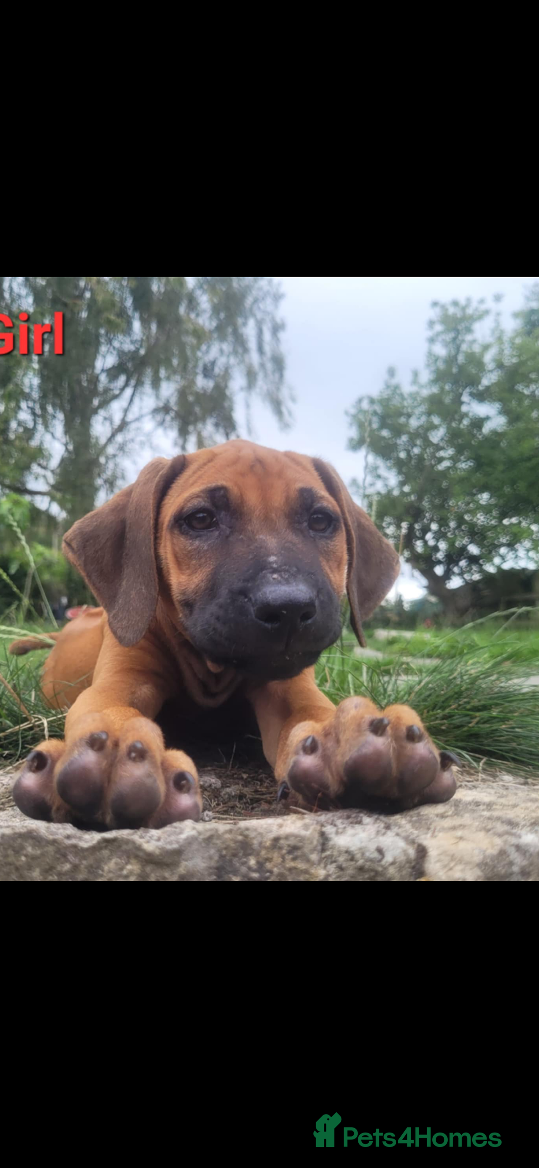 Rhodesian Ridgeback dogs for sale: KC reg chunky handsome pups - Image 19