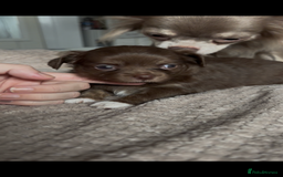 Chihuahua dogs for sale: Chocolate Girl, Blue Boy Longhair Chihuahua  - Image 17