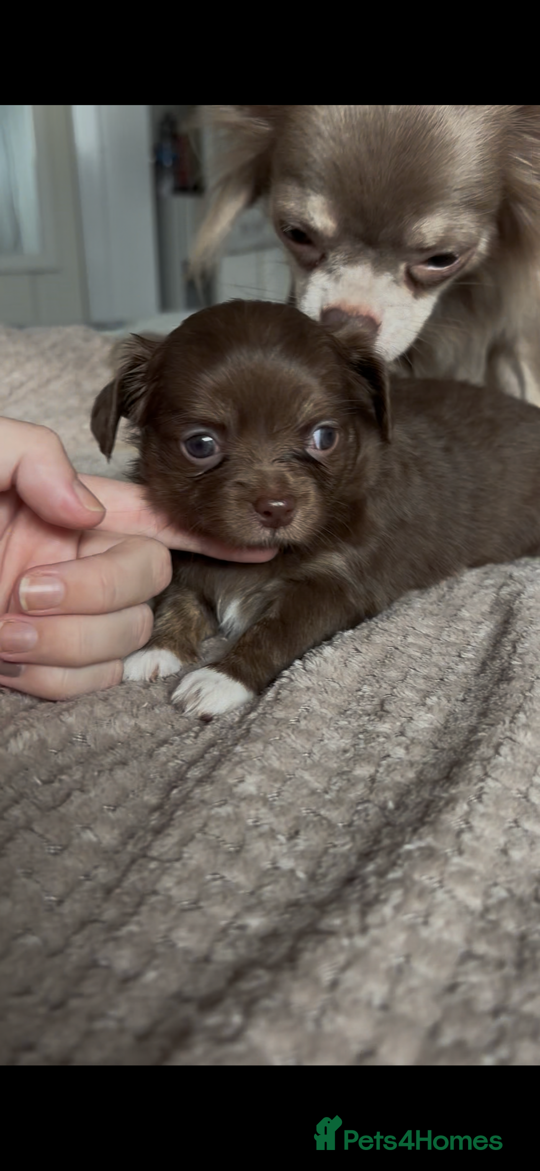 Chihuahua dogs for sale: Chocolate Girl, Blue Boy Longhair Chihuahua  - Image 17