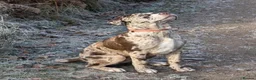 Mixed Breed dogs for sale: North American Mastiff pups due! - Advert 6