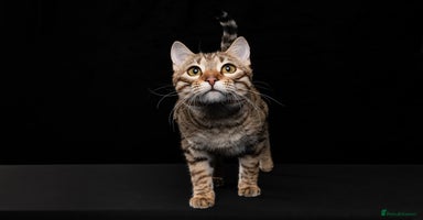 Bengal cats - Advert 4