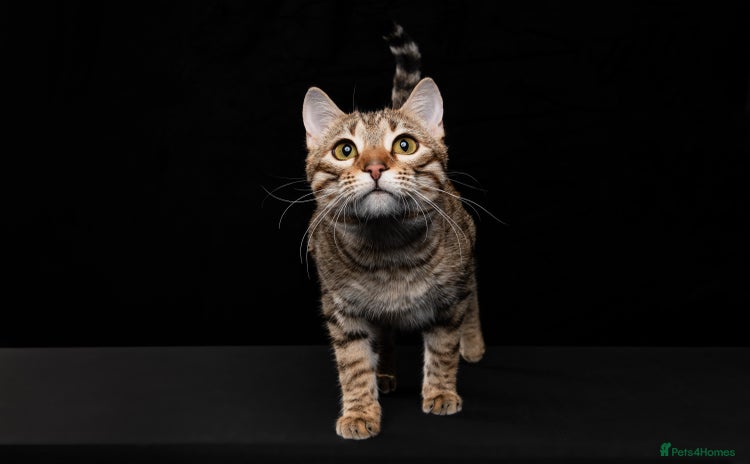 Bengal cats - Advert 14