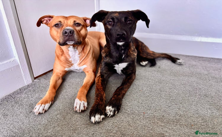 Mixed Breed dogs - Advert 1