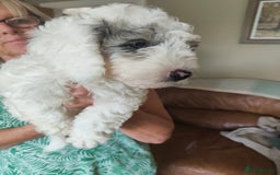 Cockapoo dogs for sale: Beautiful cockapoo puppies  in Alfreton - Image 5