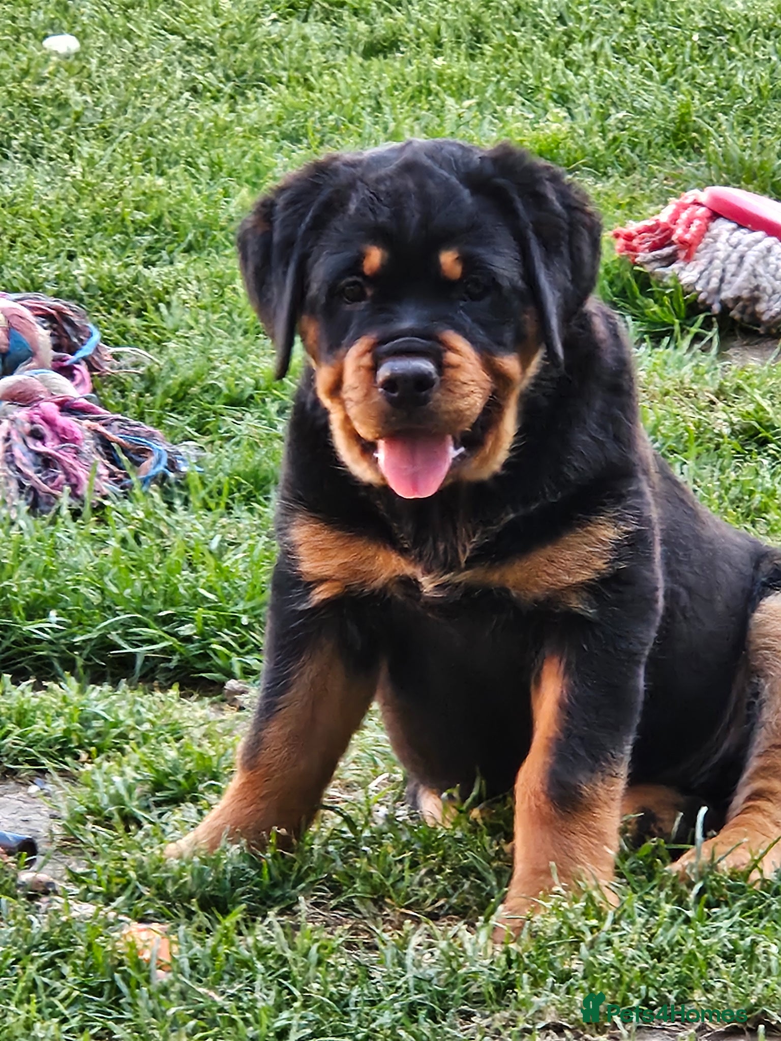 Rottweiler dogs Beautiful chunky puppies vet checked clear  - Advert 5