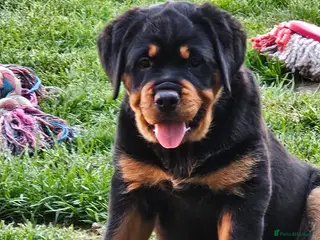 Rottweiler dogs Beautiful chunky puppies vet checked clear - Advert 5