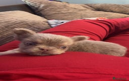 French Bulldog dogs for sale: Last girl left! Visual fluffy Frenchie  - Advert 4