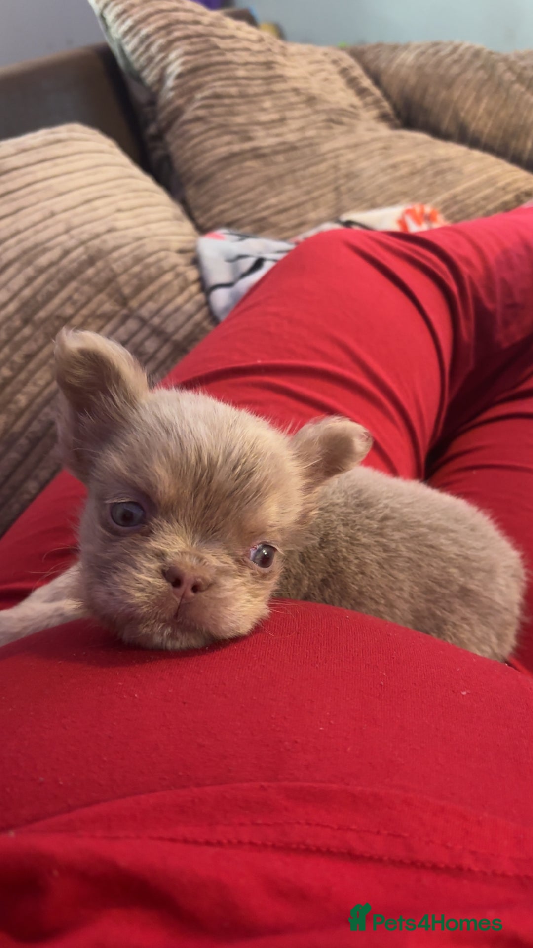 French Bulldog dogs for sale: Last girl left! Visual fluffy Frenchie  - Advert 4