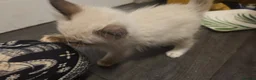 Ragdoll cats for sale: 🩵 6 Beautiful pure ragdolls 🩷 - Advert 4
