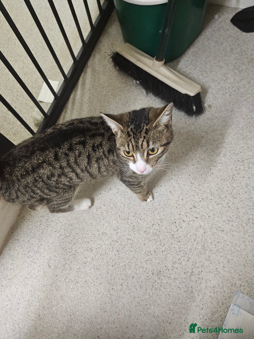 Mixed Breed cats for sale: Having to rehome my 2 female cats  - Advert 4