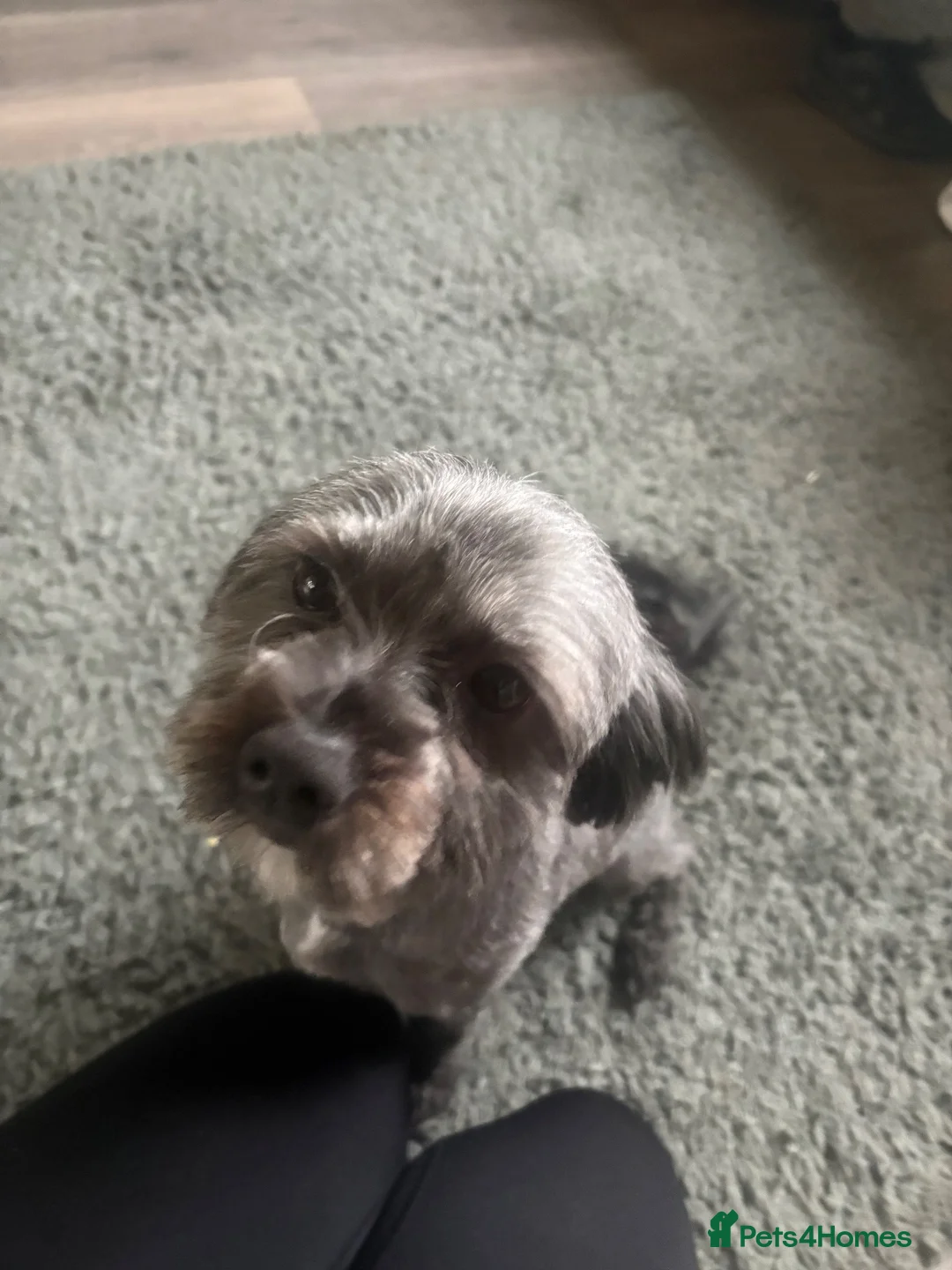 Maltipoo dogs for sale: Male Maltipoo  in Bury - Advert 1