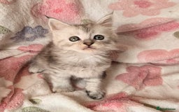 Maine Coon cats for sale: Gccf Maine Coon kittens  shaded lines - Image 20