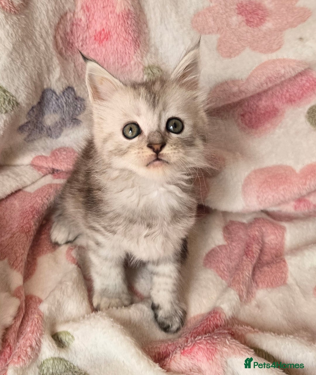 Maine Coon cats for sale: Gccf Maine Coon kittens  shaded lines - Image 20
