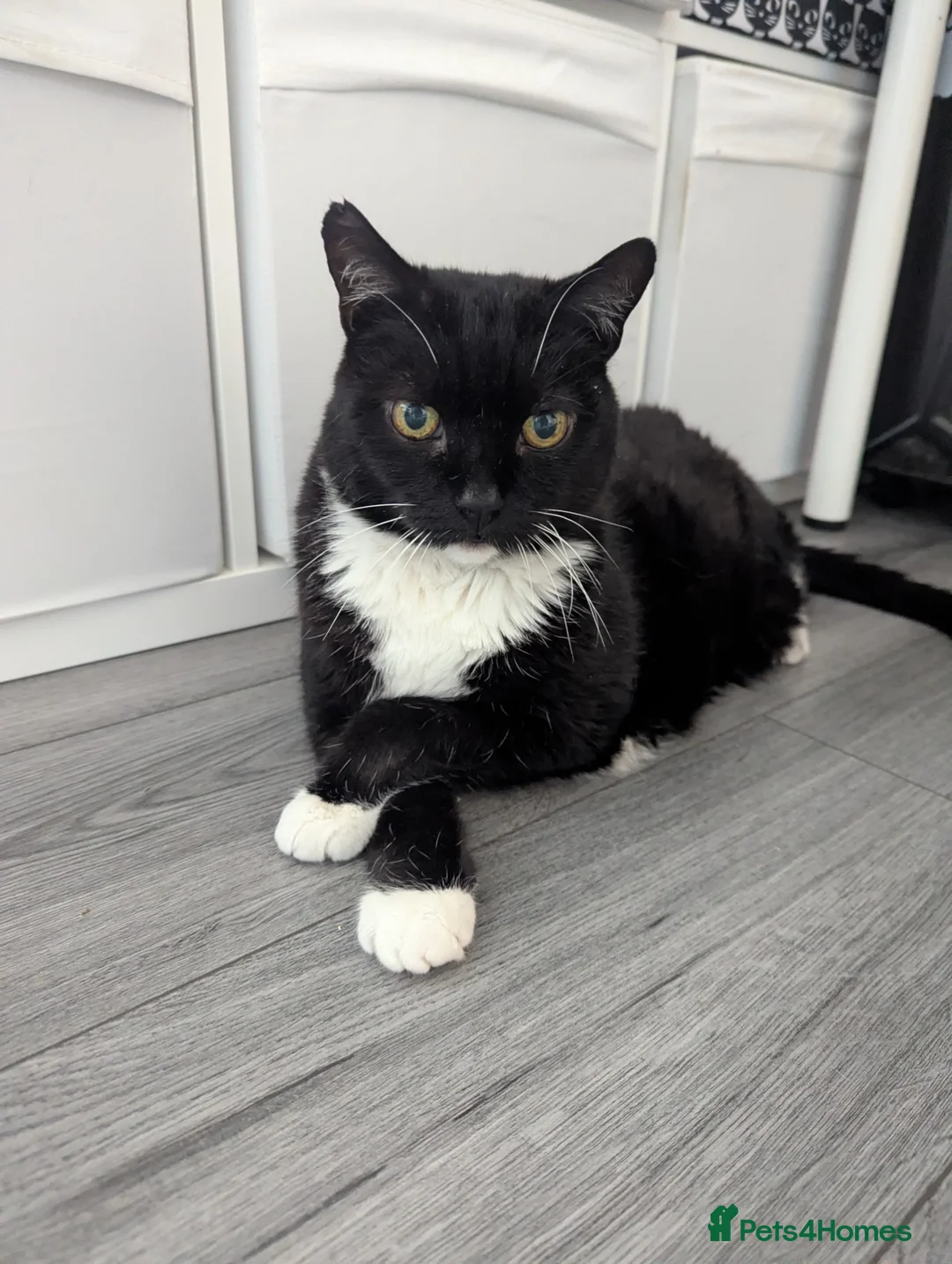 Mixed Breed cats for adoption: Gentle Couch Potato with a Little Playful Spark - Advert 1