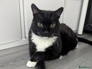 Mixed Breed cats Gentle Couch Potato with a Little Playful Spark - Advert 1