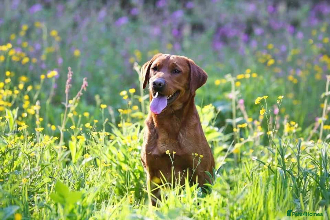 Labrador Retriever dogs for sale: KC Registered, Fox Red Labrador Retriever Puppies - Advert 16