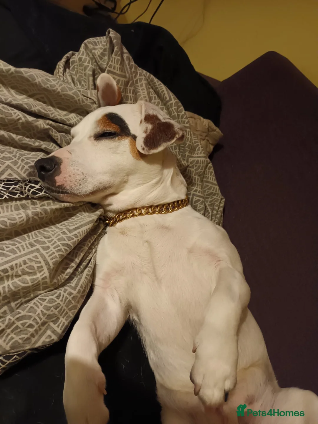 Jack Russell dogs for stud: Absolute stunning male tri Jack Russell for STUD🐶 - Advert 2