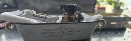 Yorkshire Terrier dogs for sale: Beautiful Yorkshire terrier puppies  in Manchester - Advert 8