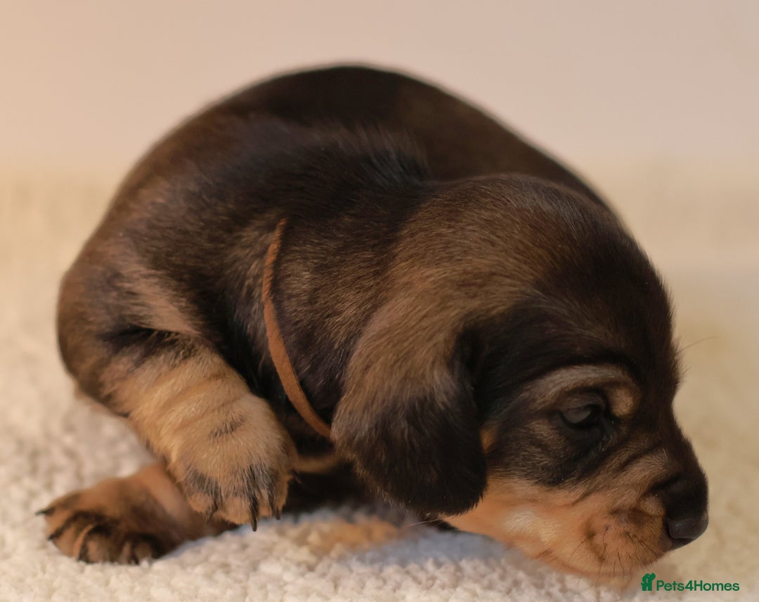 Miniature Dachshund dogs for sale: 5*Licensed+KC+PRAclear+VETchecked+Chocolate&Cream - Advert 19