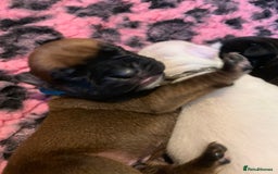 Boxer dogs for sale: KC registered Boxer Puppies - Image 21