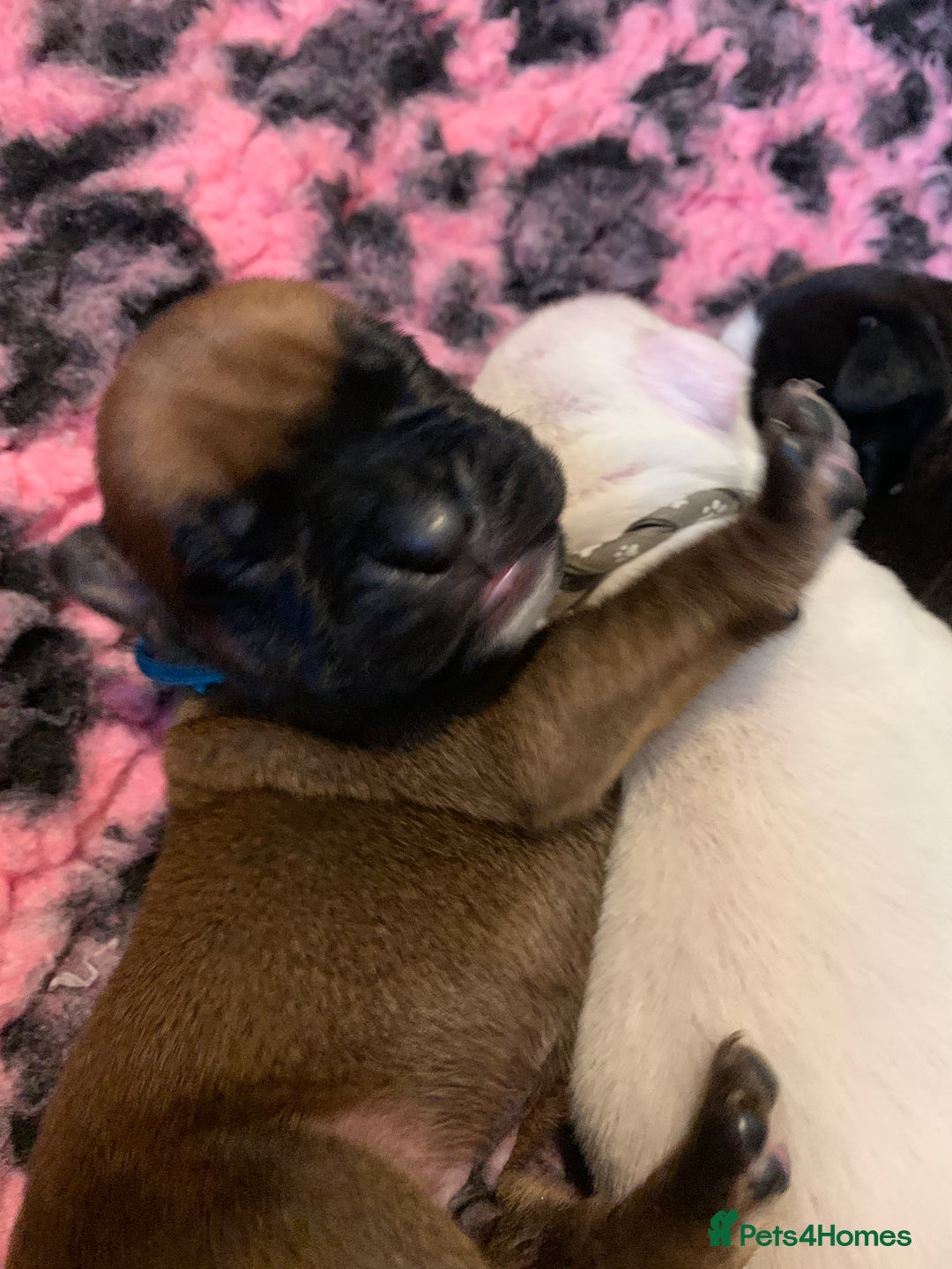 Boxer dogs for sale: KC registered Boxer Puppies - Image 21