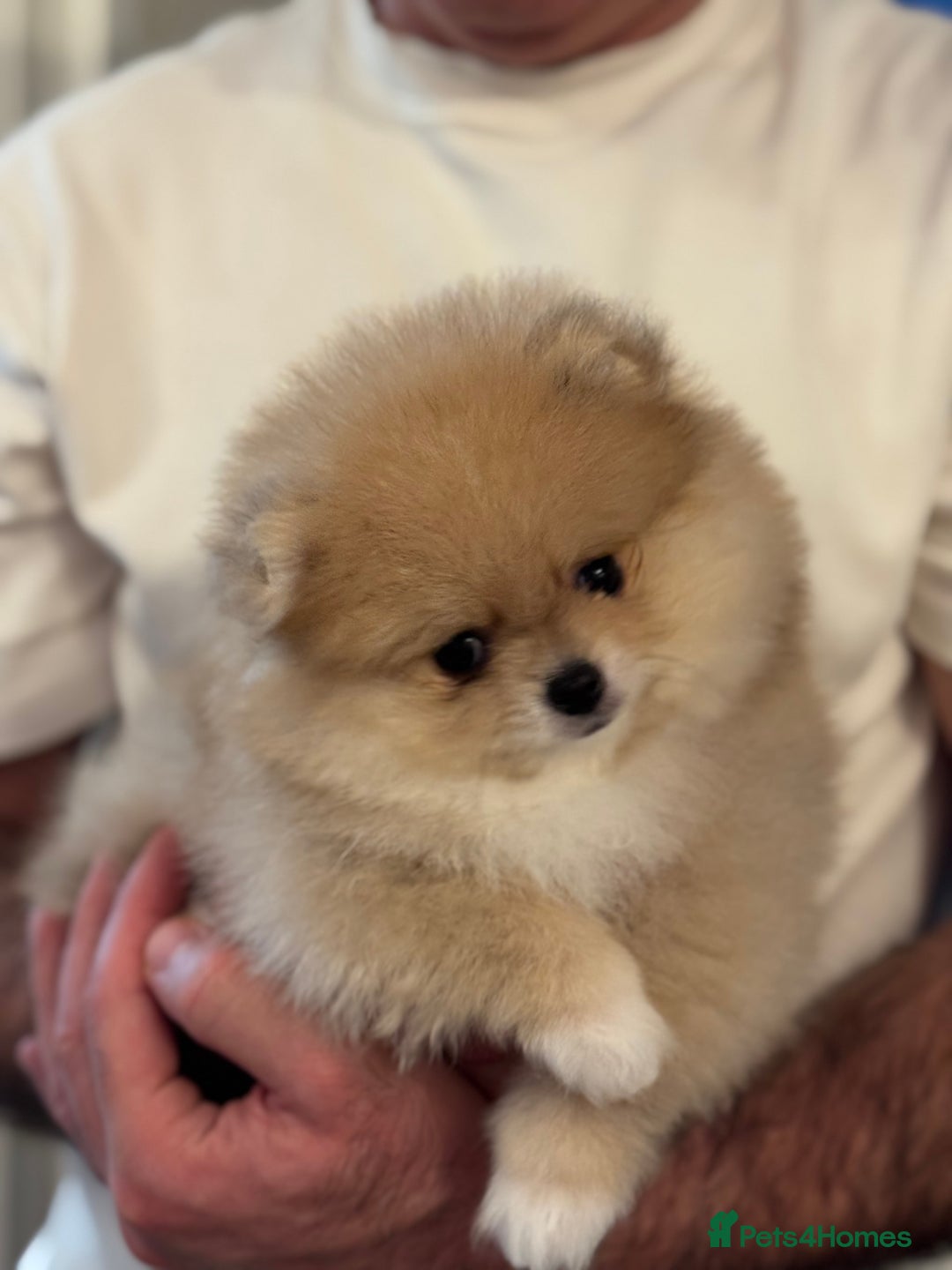 Pomeranian dogs for sale: Teddy Bear Pomeranian Puppies – Top Quality - Advert 7