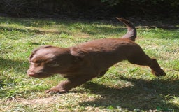 Mixed Breed dogs for sale: Very rare Black Cockerpoo and Chocolate puppies - Image 16
