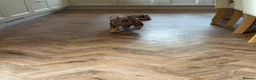 French Bulldog dogs for sale: Rojo French Bulldog  - Advert 3