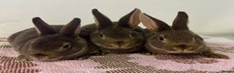 Rex rabbits for sale: Stunning mini Rex babies - Advert 5