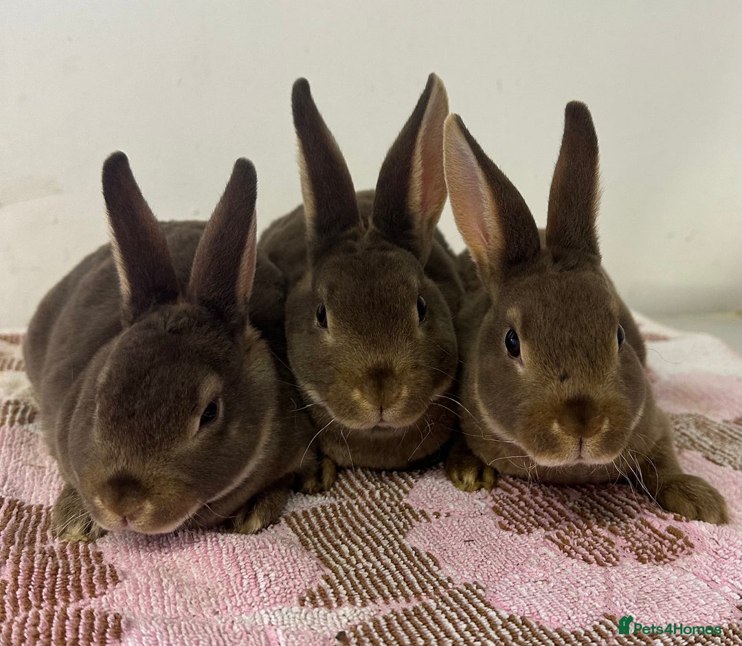 Rex rabbits for sale: Stunning mini Rex babies - Advert 5