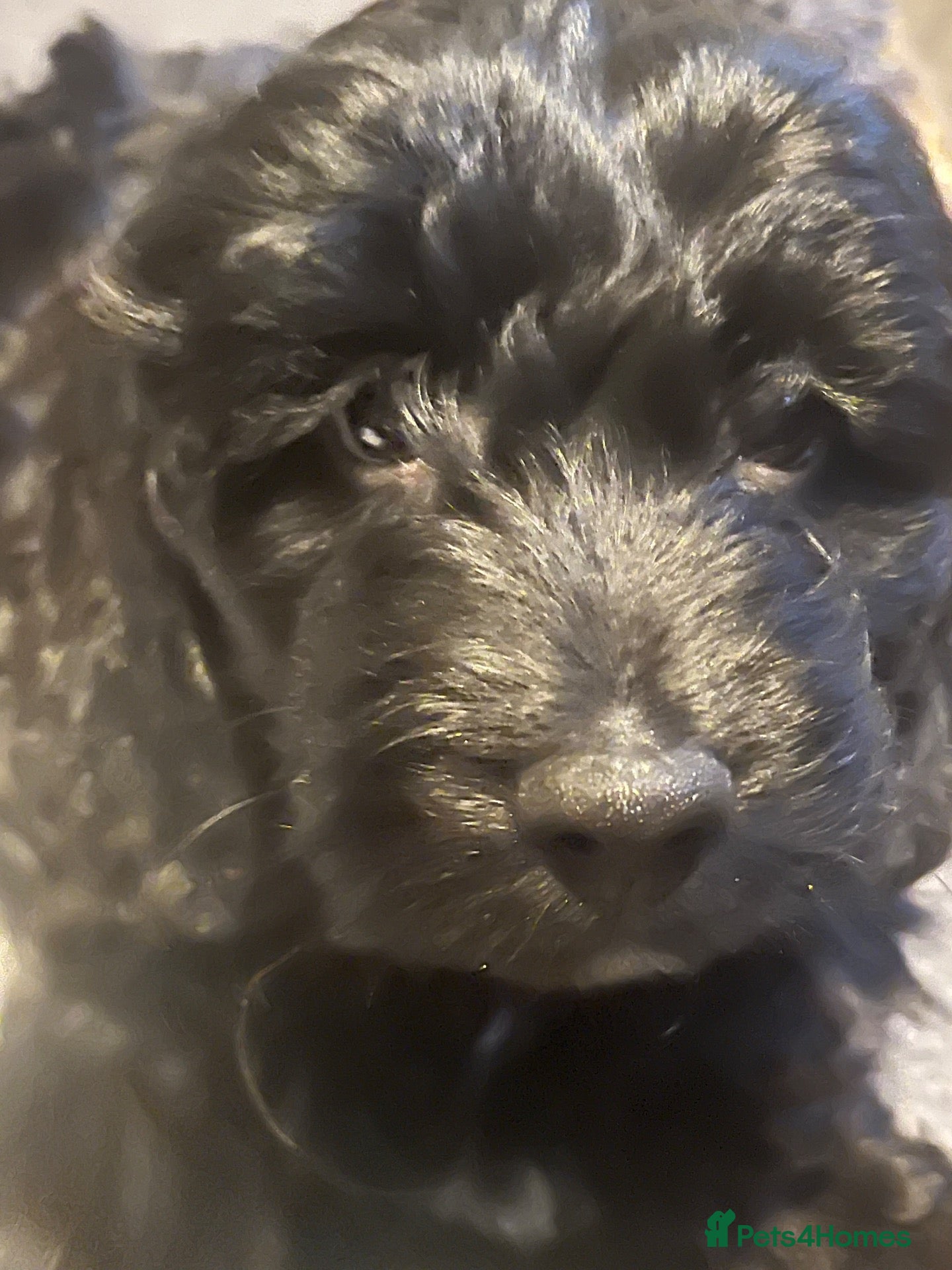 Cockapoo dogs Cockapoo’s ready now amazing smart cuddly - Advert 15