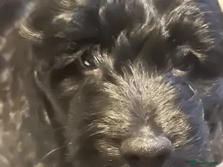 Cockapoo dogs Cockapoo’s ready now amazing smart cuddly - Advert 15