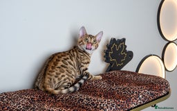 Bengal cats for sale: Stunning Bengal Girl- Top TICA pedigree- Ready NOW - Advert 25