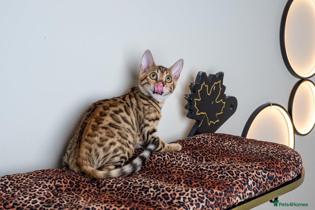 Bengal cats for sale: Stunning Bengal Girl- Top TICA pedigree- Ready NOW - Advert 25