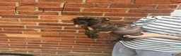 Cane Corso dogs for sale: Cane corso cross bully  - Advert 7