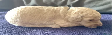 Standard Poodle 1 cream with black collar