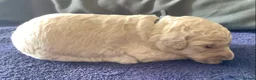 Standard Poodle dogs for sale: KC Standard Poodle Puppies - Advert 10