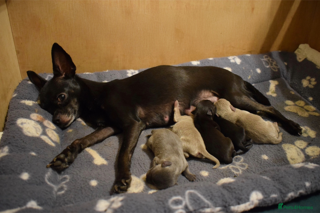 Chihuahua dogs for sale: KC Reg short-hair Chihuahua apple-headed puppies - Advert 1