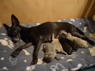 Chihuahua dogs KC Reg short-hair Chihuahua apple-headed puppies - Advert 9